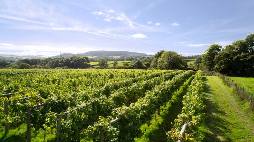 Kentish vineyard